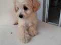 Maltipoo yavrularım sağlık ve ırk garantilidir 