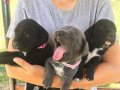 Cane Corso Blue ve siyah yavrularım sağlık ve ırk garantilid