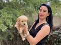 Golden yavrularım sağlık ve ırk garantilidir 