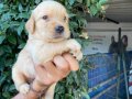 Golden yavrularım sağlık ve ırk garantilidir 