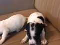 Jack Russel yavrularım sağlık ve ırk garantilidir 