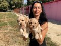 Maltipoo yavrularım sağlık ve ırk garantilidir 