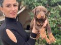 Doberman yavrularım sağlık ve ırk garantilidir 