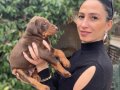 Doberman yavrularım sağlık ve ırk garantilidir 