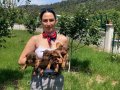 Doberman yavrularım sağlık ve ırk garantilidir 