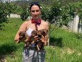 Doberman yavrularım sağlık ve ırk garantilidir 
