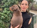 Doberman yavrularım sağlık ve ırk garantilidir 
