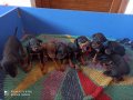 Doberman yavrularım sağlık ve ırk garantilidir 