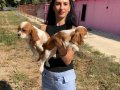 Cavalier yavrularımız sağlık ve ırk garantilidir 