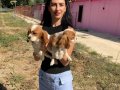 Cavalier yavrularımız sağlık ve ırk garantilidir 