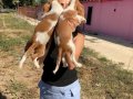 Cavalier yavrularımız sağlık ve ırk garantilidir 