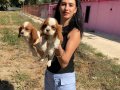 Cavalier yavrularımız sağlık ve ırk garantilidir 