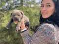 Cane corso blue ve siyah yavrularım sağlık ve ırk garantilid