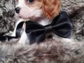 Kına charles Cavalier yavrularım sağlık be ırk garantilidirl