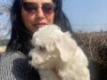 Maltese sıfır no yavrularım sağlık ve ırk garantilidir