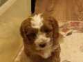 Maltipoo yavrularım sağlık ve ırk garantilidir 