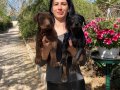 Dobermam yavruların sağlık ve ırk garantilidir 