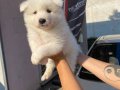 Samoyed yavrularım sağlık ve ırk garantilidir 