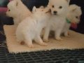 Samoyed yavrularım sağlık ve ırk garantilidir 
