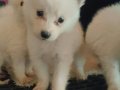 Samoyed yavrularım sağlık ve ırk garantilidir 