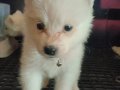 Samoyed yavrularım sağlık ve ırk garantilidir 