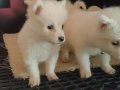 Samoyed yavrularım sağlık ve ırk garantilidir 