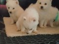 Samoyed yavrularım sağlık ve ırk garantilidir 
