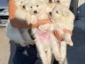 Samoyed yavrularım sağlık ve ırk garantilidir 