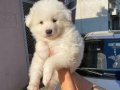 Samoyed yavrularım sağlık ve ırk garantilidir 