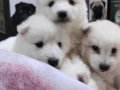 Samoyed yavrularım sağlık ve ırk garantilidir 