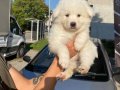 Samoyed yavrularım sağlık ve ırk garantilidir 