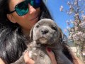 Cane Corso yavrularım sağlık ve ırk garantilidir 