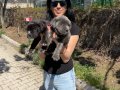 Cane Corso yavrularım sağlık ve ırk garantilidir 