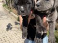 Cane Corso yavrularım sağlık ve ırk garantilidir 
