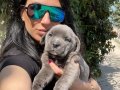 Cane Corso yavrularım sağlık ve ırk garantilidir 
