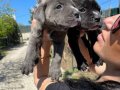 Cane Corso yavrularım sağlık ve ırk garantilidir 