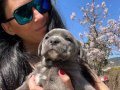 Cane Corso yavrularım sağlık ve ırk garantilidir 