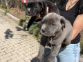 Cane Corso yavrularım sağlık ve ırk garantilidir 
