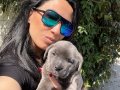 Cane Corso Blue ve siyah yavrularım sağlık ve ırk garantilid