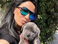 Cane Corso Blue ve siyah yavrularım sağlık ve ırk garantilidir