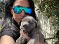 Cane Corso Blue ve siyah yavrularım sağlık ve ırk garantilidir