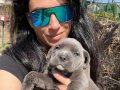 Cane Corso Blue ve siyah yavrularım sağlık ve ırk garantilidir