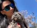 Cane Corso Blue ve siyah yavrularım sağlık ve ırk garantilidir