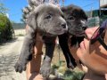 Cane Corso Blue ve siyah yavrularım sağlık ve ırk garantilidir
