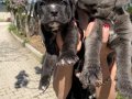 Cane Corso Blue ve siyah yavrularım sağlık ve ırk garantilidir