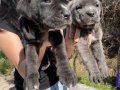 Cane Corso Blue ve siyah yavrularım sağlık ve ırk garantilidir