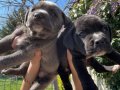 Cane Corso Blue ve siyah yavrularım sağlık ve ırk garantilidir