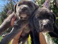 Cane Corso Blue ve siyah yavrularım sağlık ve ırk garantilidir