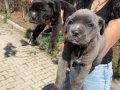 Cane Corso Blue ve siyah yavrularım sağlık ve ırk garantilidir