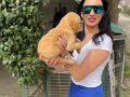 Golden retriver yavrularım sağlık ve ırk garantilidir 